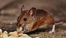 24 Hour & Emergency Exterminators in Mount Patrick, PA